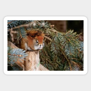 Red Squirrel Sticker